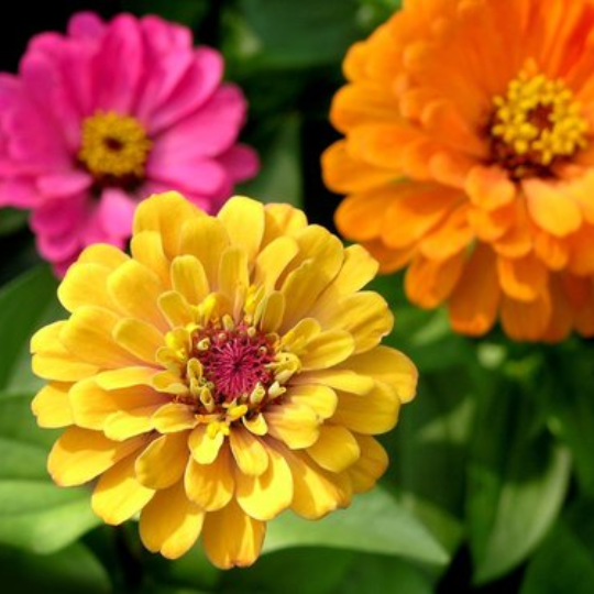 Zinnia (Zinnia sp.) Terre promise