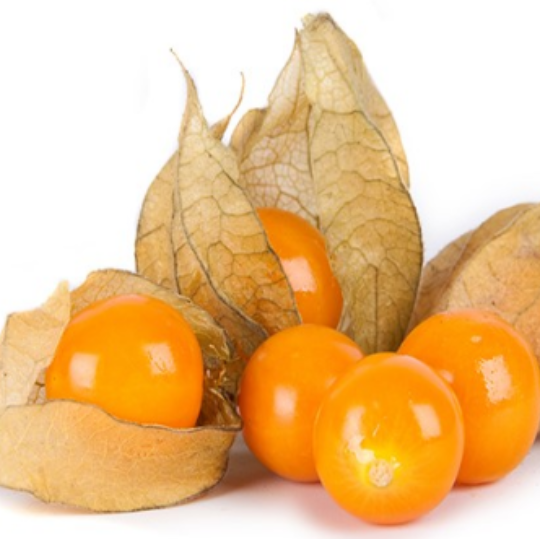 Goldie ground cherry (Physalis pruinosa) Terre promise