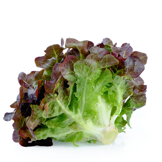 Red oak leaf lettuce (Lactuca sativa) Terre promise