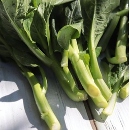 [056-1] Bok Choy Shanghai Green cabbage (Brassica rapa var. chinensis)