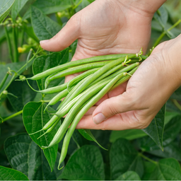 [261-1] Tobago Bean (Phaseolus vulgaris)