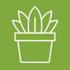 Plante tropicale Terre Promise_semences_Producteur_Plantes tropicale