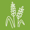 Terre Promise_semences_Producteur_Céréales Terre Promise_semences_Producteur_Céréales