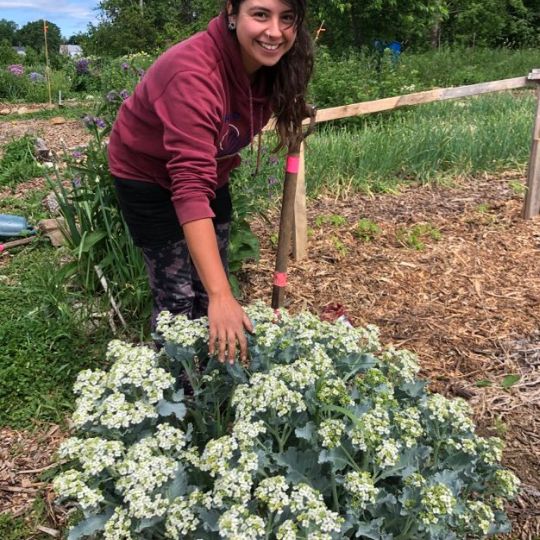 Chou crambe maritime (Crambe maritima)