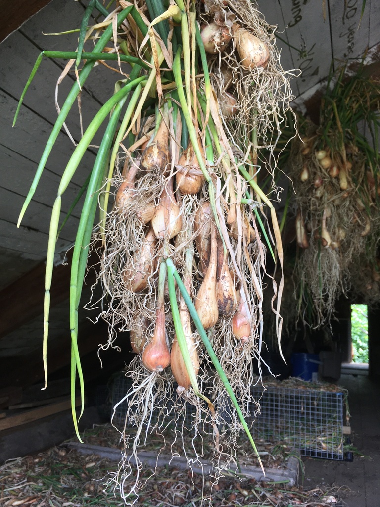 Échalotes de Sainte-Anne (Allium ascalonicum)