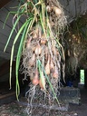 Échalotes de Sainte-Anne (Allium ascalonicum)