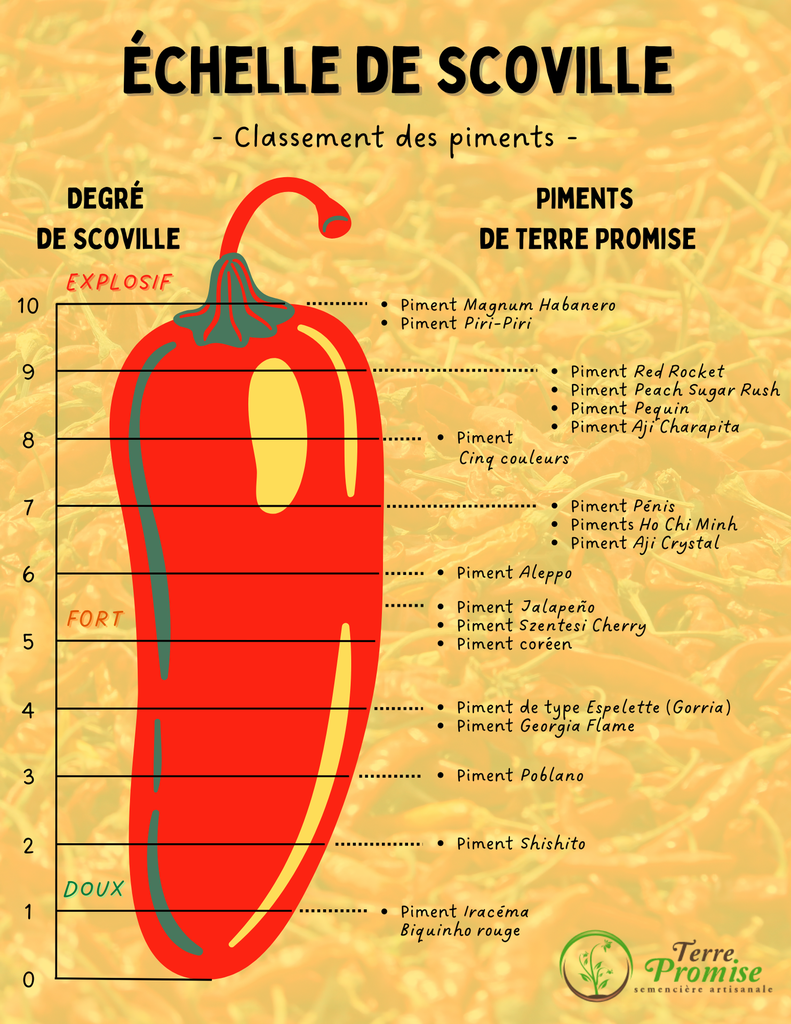 Piment 'Shishito' (Capsicum anuum)