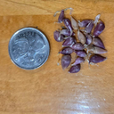 Ail de la maison des Jésuites (Allium sativum var. ophioscorodon)