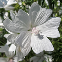 Mauve musquée mixte (Malva moschata)