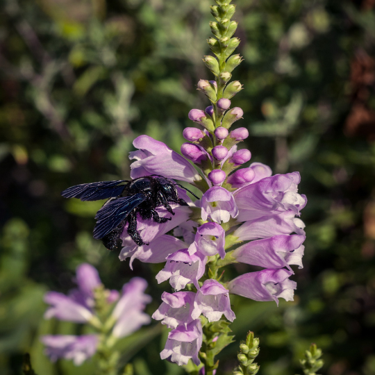 Physostégie de Virginie (Physostegia virginiana)