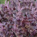 Shiso pourpre (Perilla frutescens)