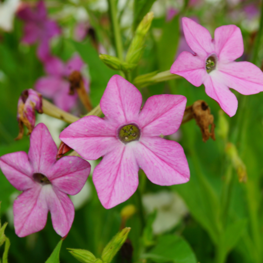 Tabac odorant Sensation (Nicotiana alata)