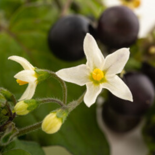 Chichiquelite Huckleberry (Solanum nigrum) | Terre promise