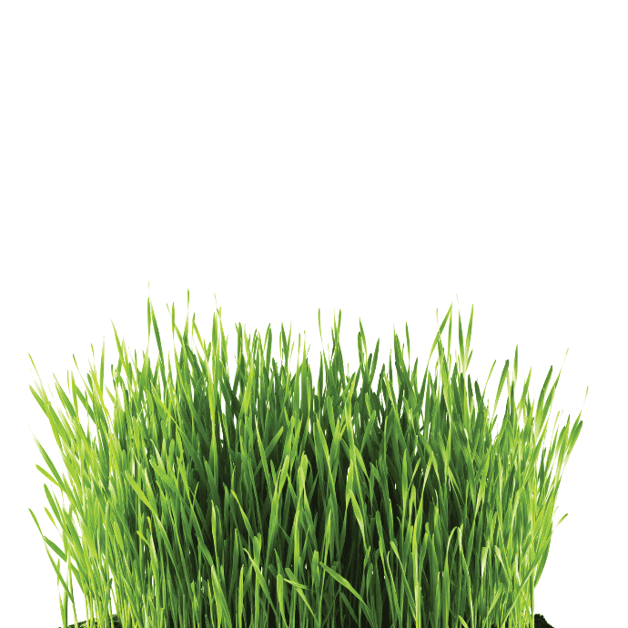Herbe à chat (Avena sativa)