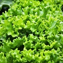 [274] Laitue Tango (Lactuca sativa)