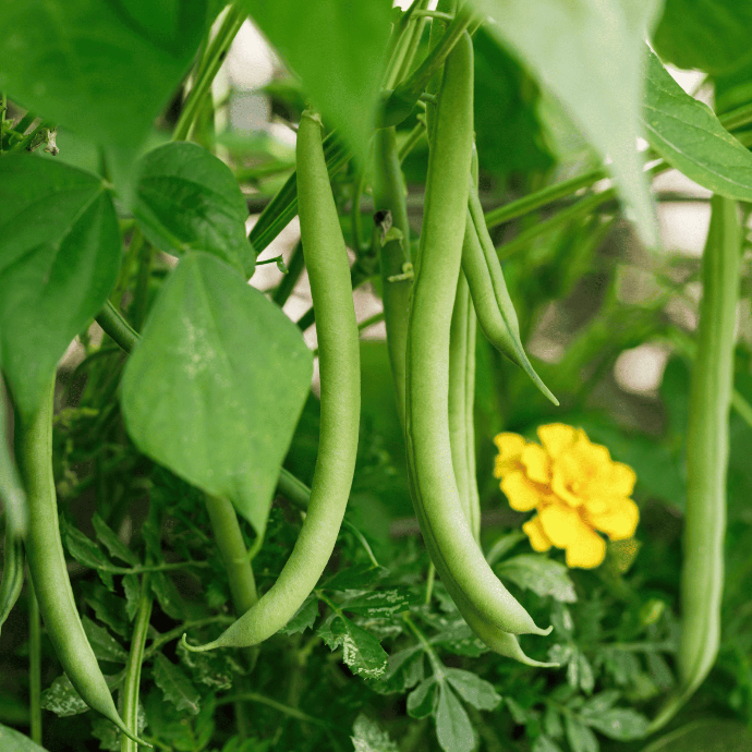Tobago Bush Bean (Phaseolus vulgaris)