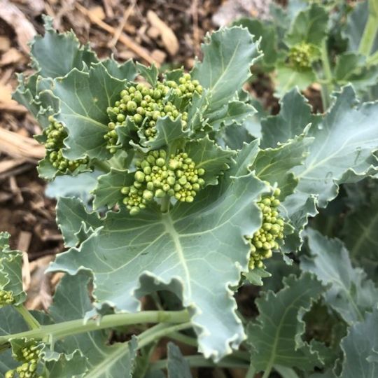 Crambe cabbage (Crambe maritima)