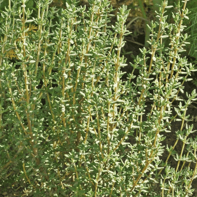 Thyme (Thymus vulgaris)