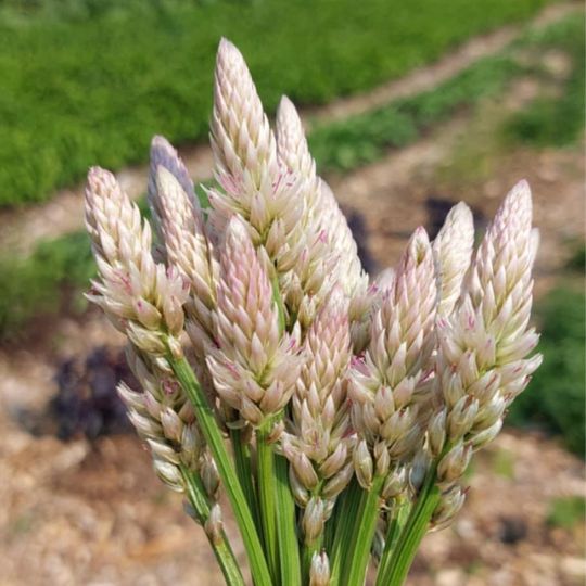 Célosie Flamingo Feather (Celosia argentea spicata)