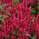 [179] Célosie ''Asian Garden'' (Celosia argentea var. Cristata)