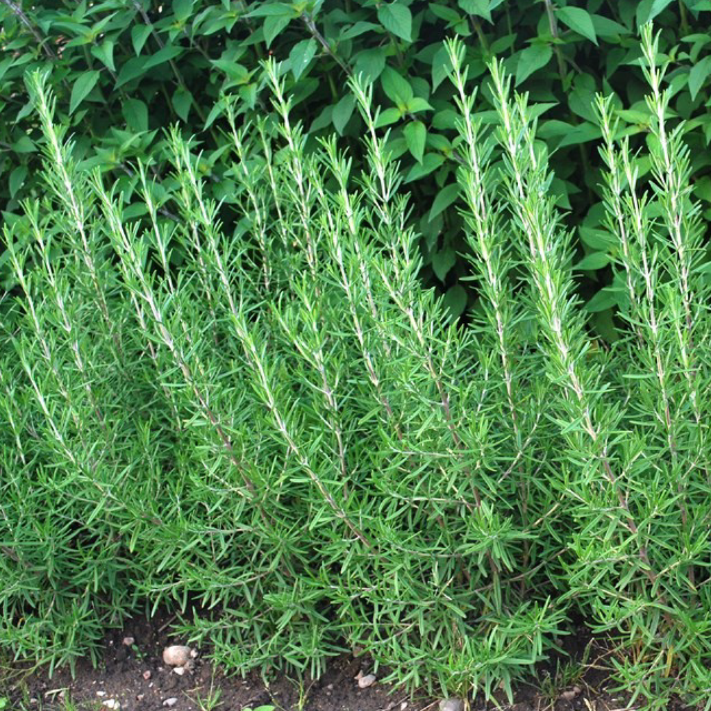 Romarin (Rosmarinus officinalis)