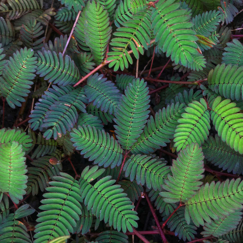 Sensitive Plant (Mimosa Pudica)