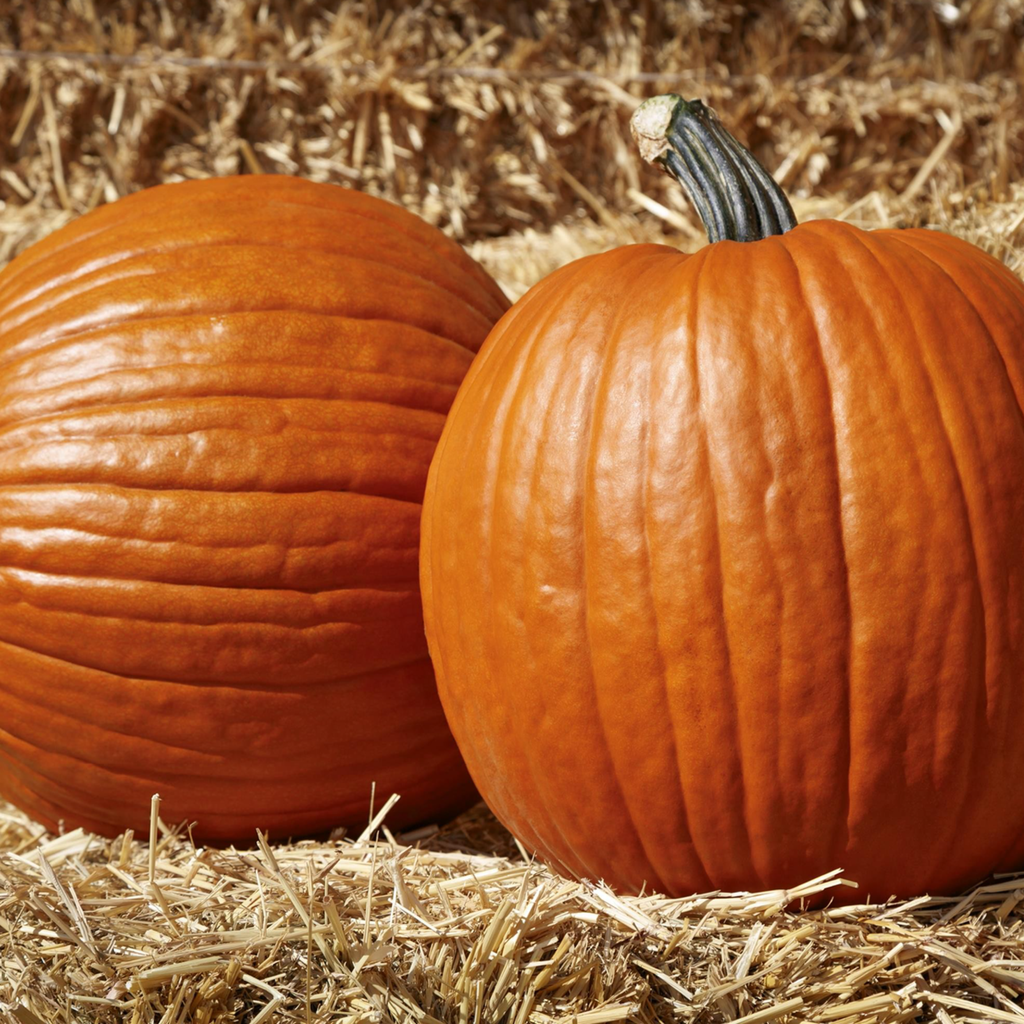 Pumpkin (Cucurbita pepo)