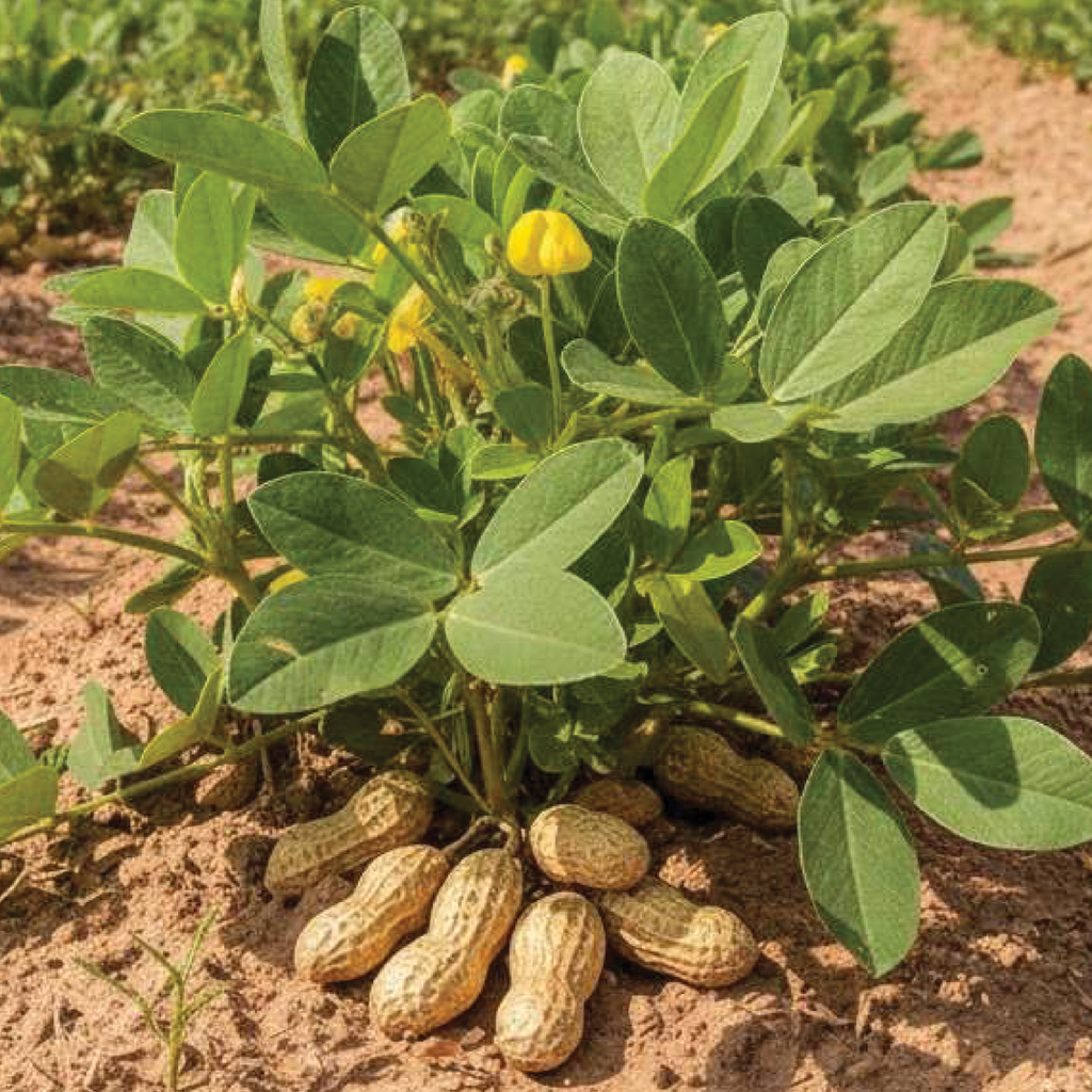 Arachide (Arachis hypogaea)