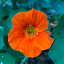 [273] Nasturtium (Nasturtium)