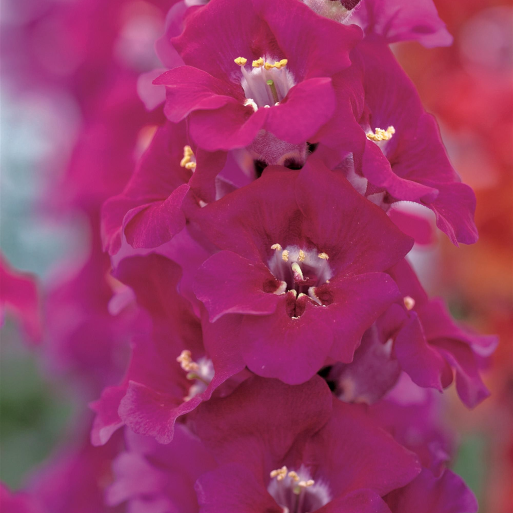 Snapdragon ''Chantilly'' Mix (Antirrhinum)