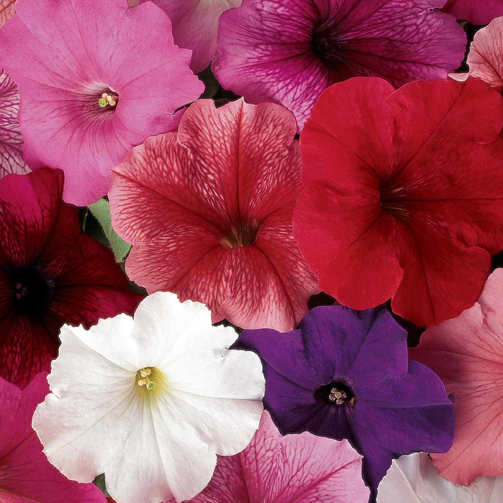 Petunia ''Madness Mix Merlot'' (Petunia x hybrida)