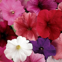 [32] Petunia ''Madness Mix Merlot'' (Petunia x hybrida)