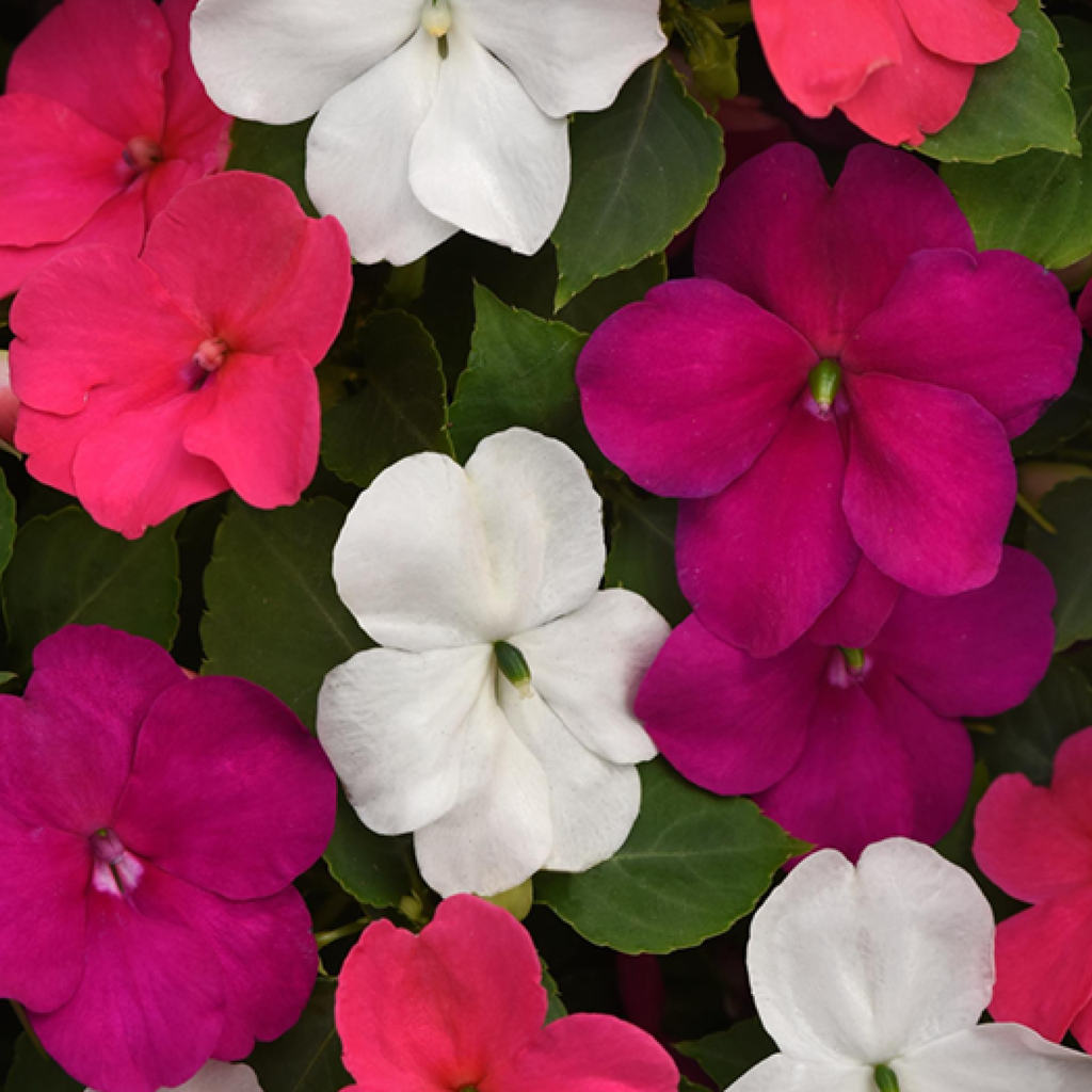 Impatiens ''Beacon Mix'' (Impatiens Walleriana)