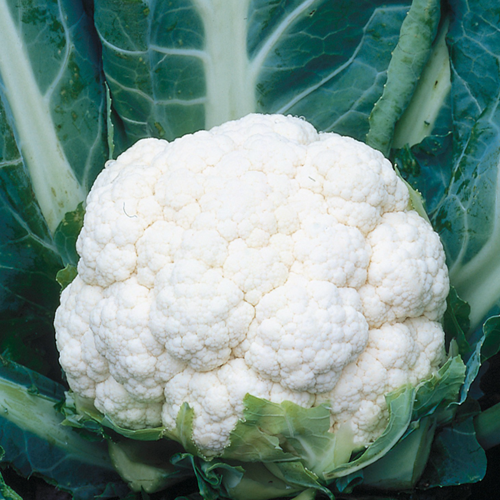 Cauliflower (Brassica Oleracea)