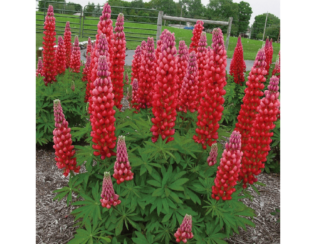Lupin Rose (Lupinus sp.)