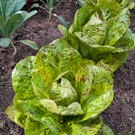 Forellenschluss lettuce (Lactuca sativa var, longifolia 'Forellenschluss')