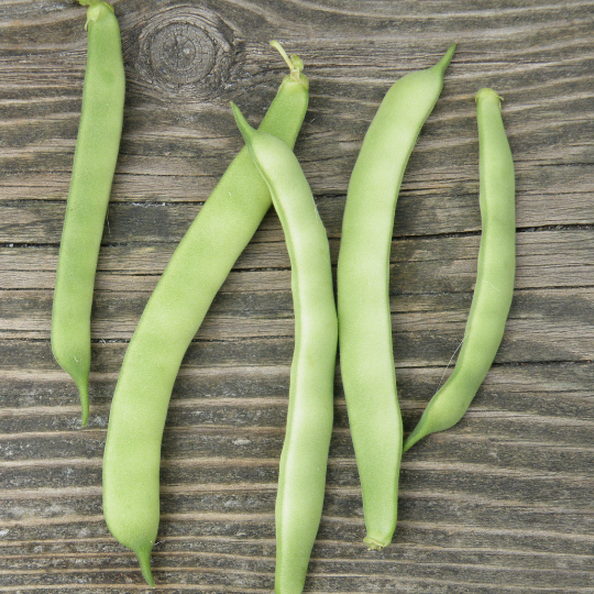 Haricot Kahnawake Mohawk (Phaseolus vulgaris)