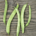 Kahnawake Mohawk Bean (Phaseolus vulgaris)