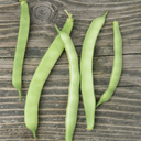Kahnawake Mohawk Pole Bean (Phaseolus vulgaris)