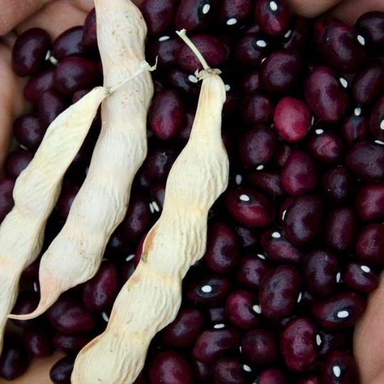 Haricot True Red Cranberry (Phaseolus vulgaris)