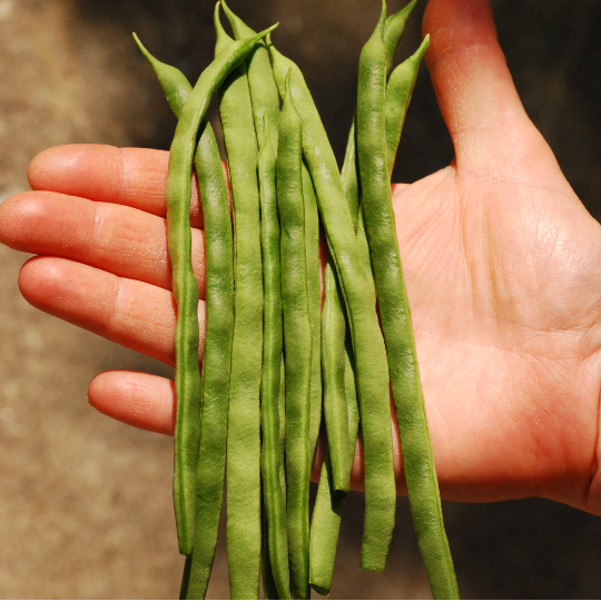 Haricot Mennonite (Phaseolus vulgaris 'Mennonite')