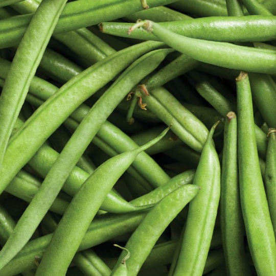 Dutch Princess bean (Phaseolus vulgaris var. nana 'Dutch Princess')