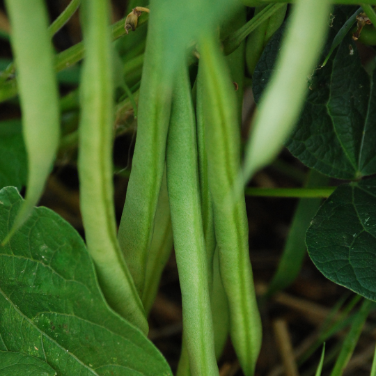 Apache bean (Phaseolus vulgaris)
