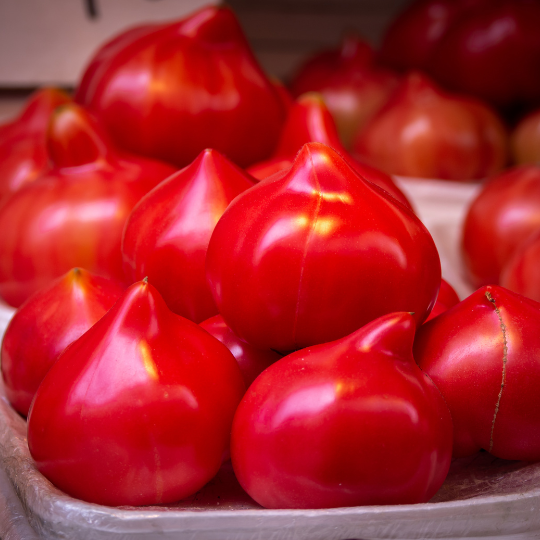 Tomate Téton de Vénus (Solanum lycopersicum 'Téton de Vénus')