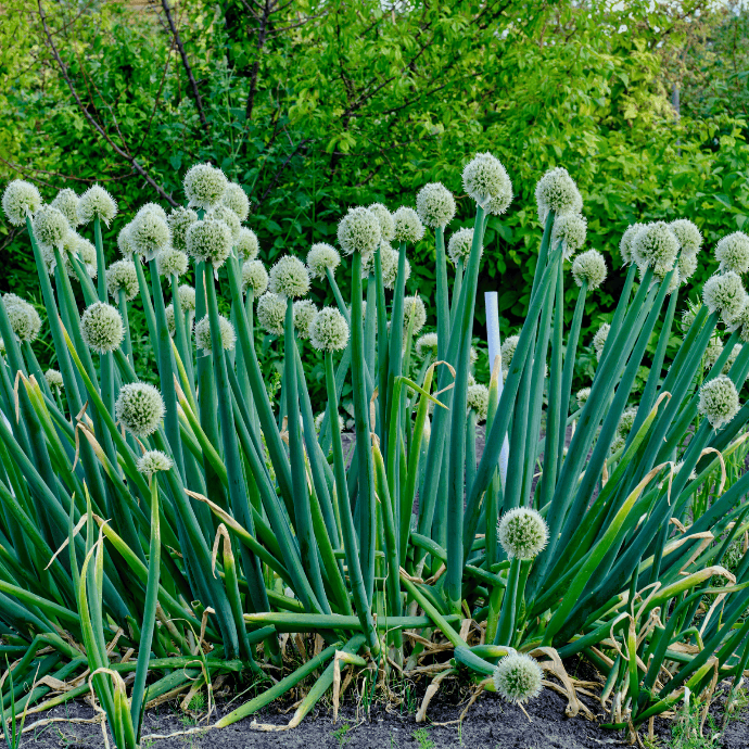 Oignon Vivace (Allium cepa)﻿