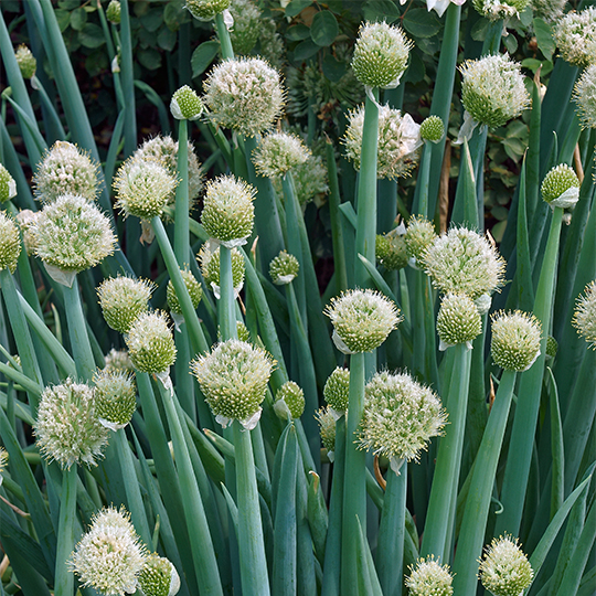 Oignon Vivace (Allium cepa)﻿