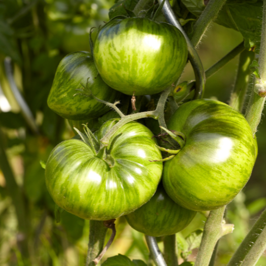Green Zebra Tomato (Solanum lycopersicum 'Green Zebra')
