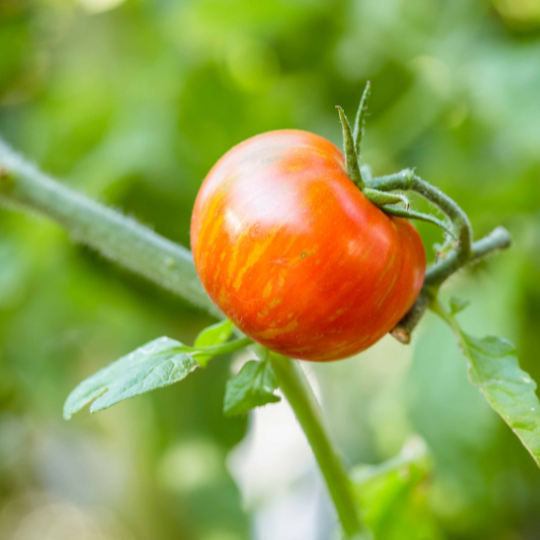 Tomate Red Zebra  (Solanum lycopersicum 'Red Zebra')