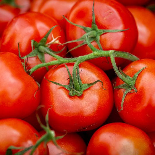 Plourde tomato (Solanum lycopersicum 'Plourde')