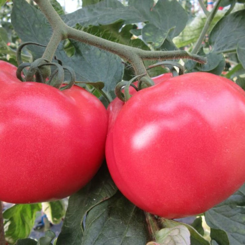 Savignac (Dufresne) tomato (Solanum lycopersicum 'Savignac')